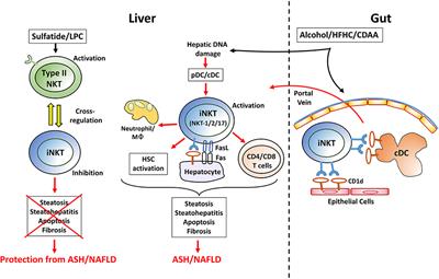 Complex Network of NKT Cell Subsets Controls Immune Homeostasis in Liver and Gut